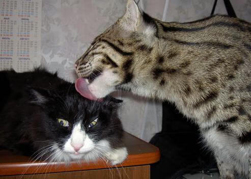 东决关键战之夜,塔图姆成为胜负手